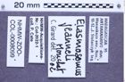 Etiketten zu Elasmosomus jeanneli (NHMW-ZOO-COL-0008099)